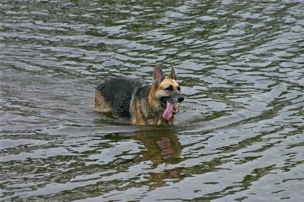 水犬也是