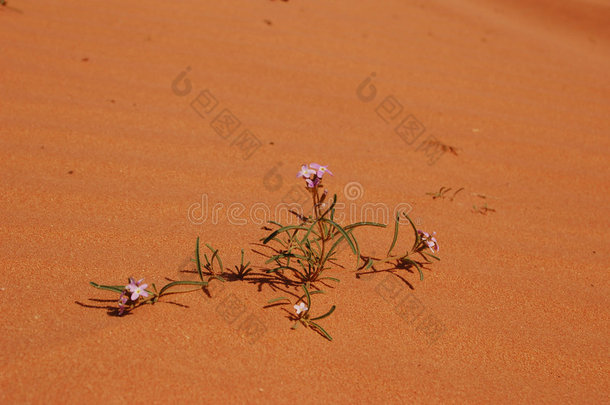 沙漠里的花