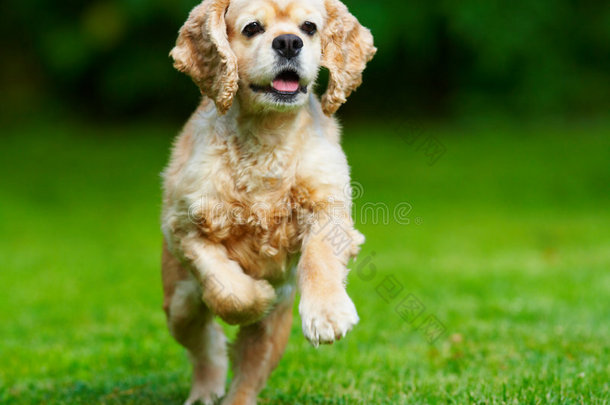 在草地上奔跑的可卡猎犬
