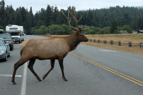 麋鹿横穿马路（2）