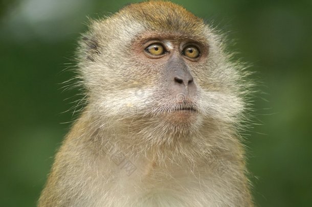 毛茸茸的猴子在思考
