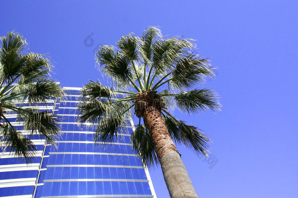 棕榈，现代建筑蓝天
