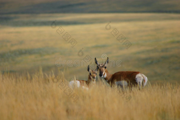 草地上的羚羊<strong>和小鹿</strong>