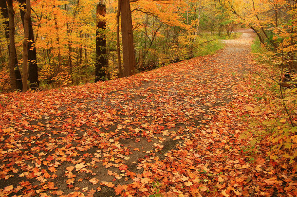 爱德华在多伦多的花园在一个宁静的秋天是一片绚烂的色彩。