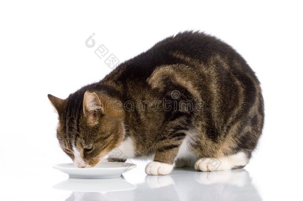 猫喝牛奶2