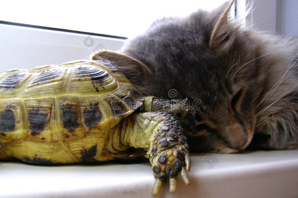 猫和乌龟