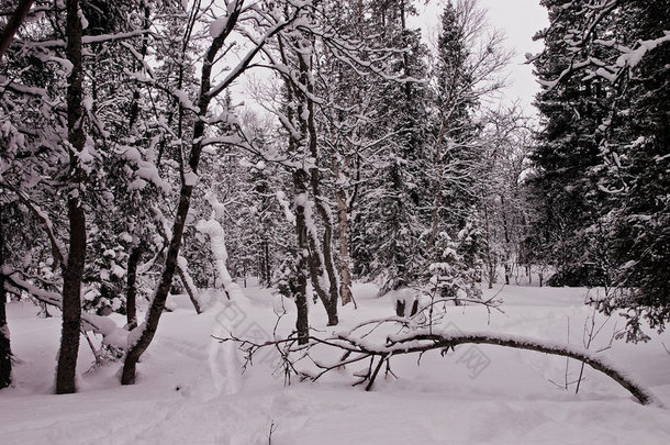 冬日树林中的小路