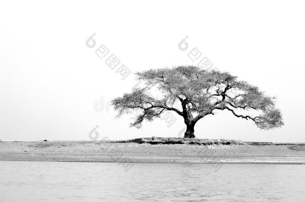 尼日尔河树木