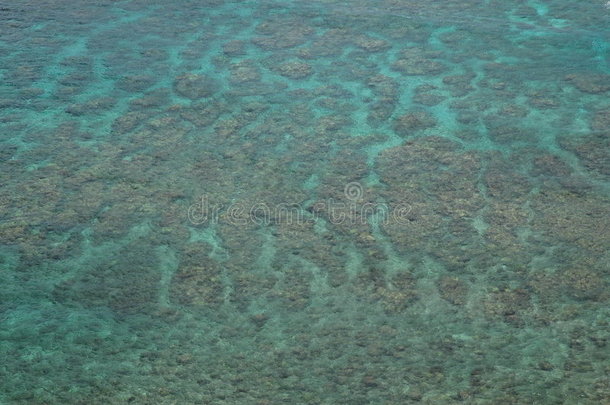 夏威夷考艾岛的海洋珊瑚