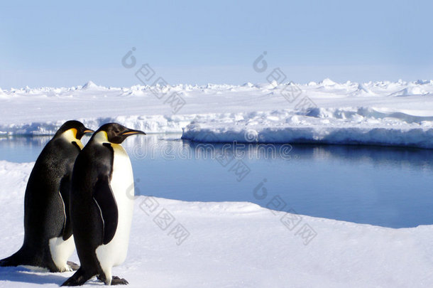 南极洲的两只企鹅