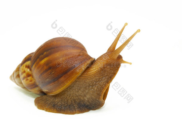 蜗牛-c