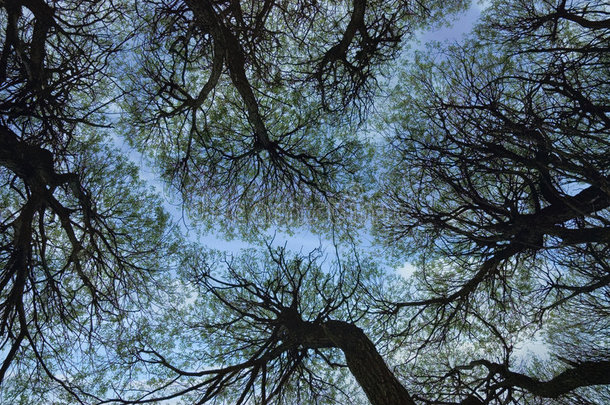 树木和天空