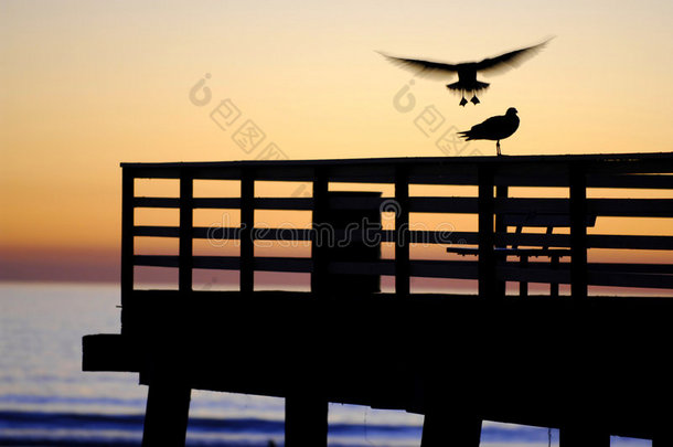 海鸥降落，日落在码头上
