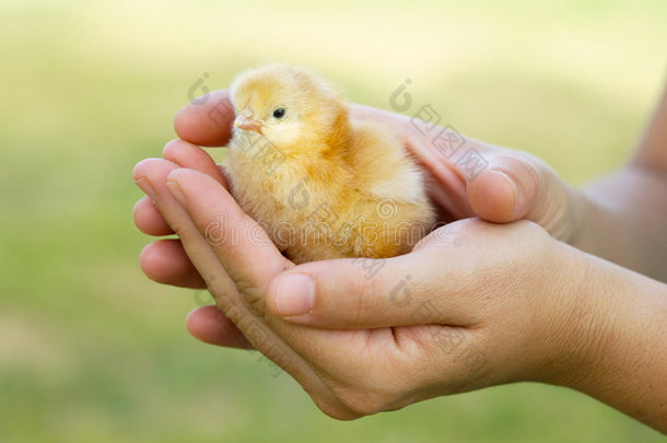 可爱的小鸡用手保护