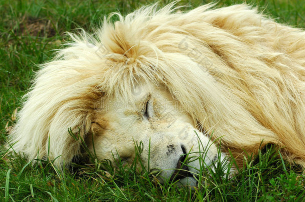 狮子睡觉