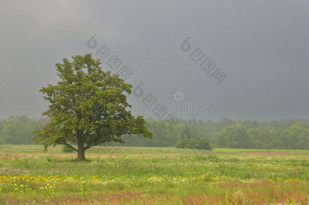 夏天，田野和橡树，雨水