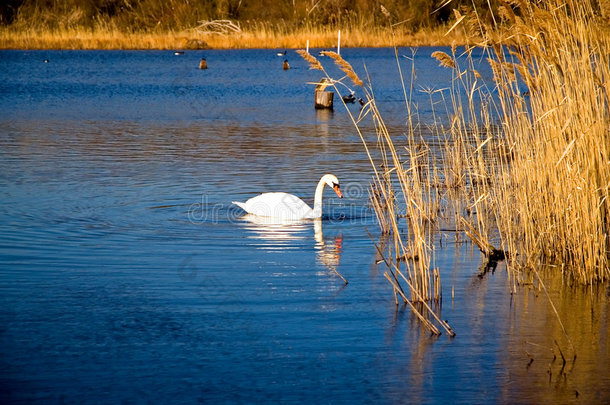 蓝色池塘上的白天鹅