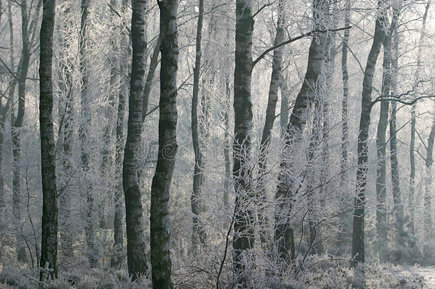 冬日场景：森林中的白霜