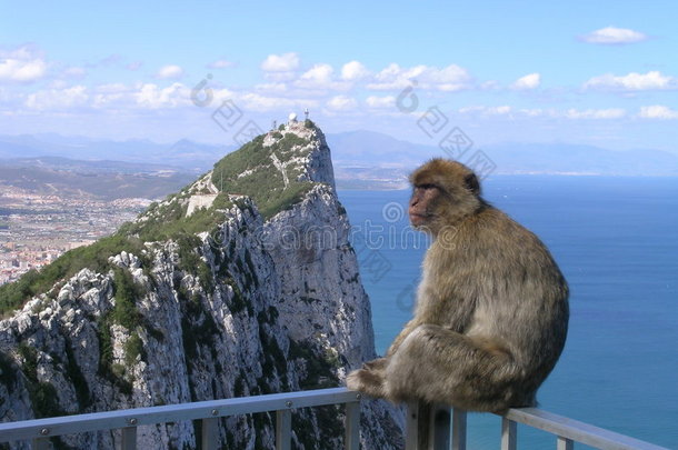 直布罗陀岩石上的猴子