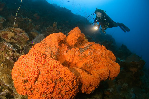 女潜水员用<strong>灯光照射</strong>加勒比海珊瑚