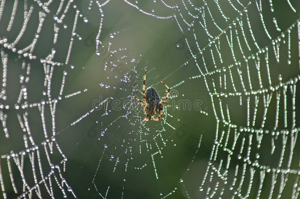 网中的十字蜘蛛