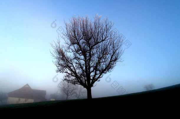雾天孤树