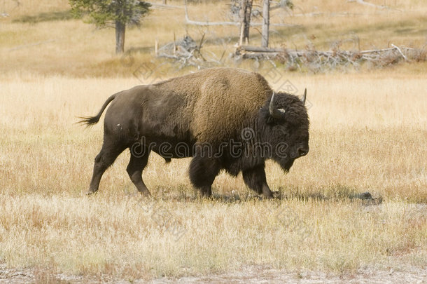 黄石草原上的美洲野牛