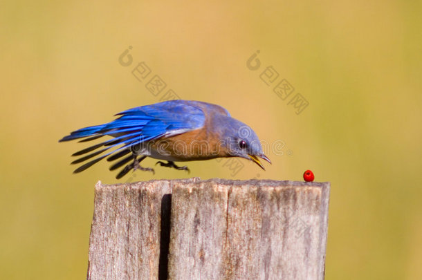 蓝知更鸟俯冲下来摘一个红莓