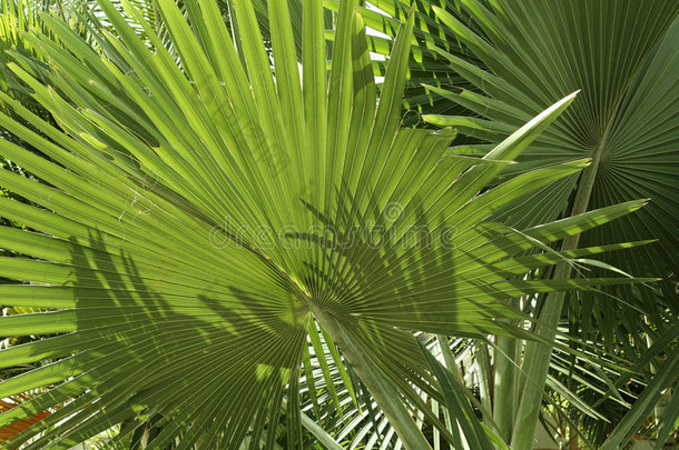 热带植物绿色棕榈叶