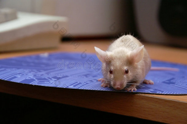 鼠标在电脑上，鼠标垫上