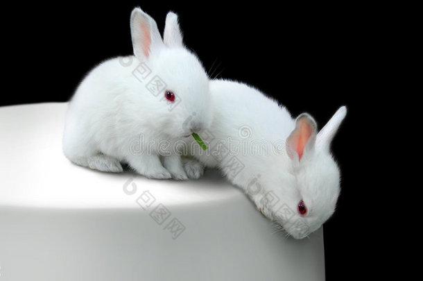 桌子上两只有趣的小白兔