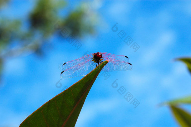 非洲红蜻蜓