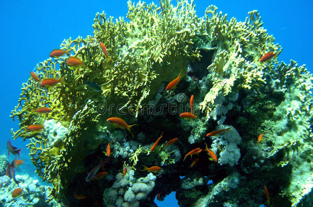 珊瑚橙鱼