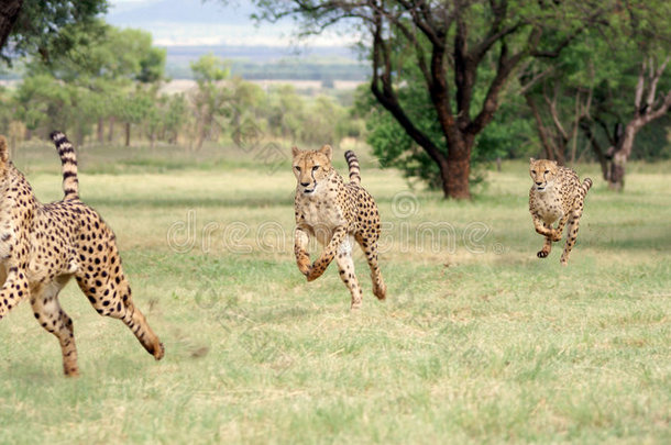猎豹奔跑序列