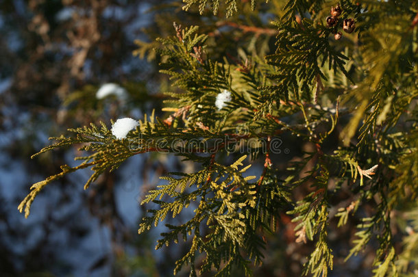 雪<strong>松枝</strong>