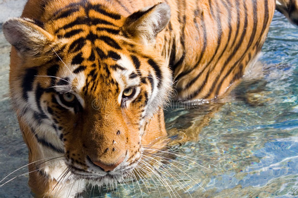 阿穆尔西伯利亚老虎眼睛盯着水