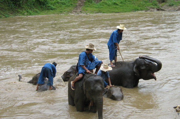 泰国大象洗漱