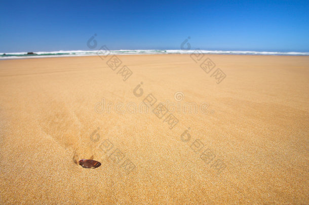 蓝天沙滩上的小贝壳