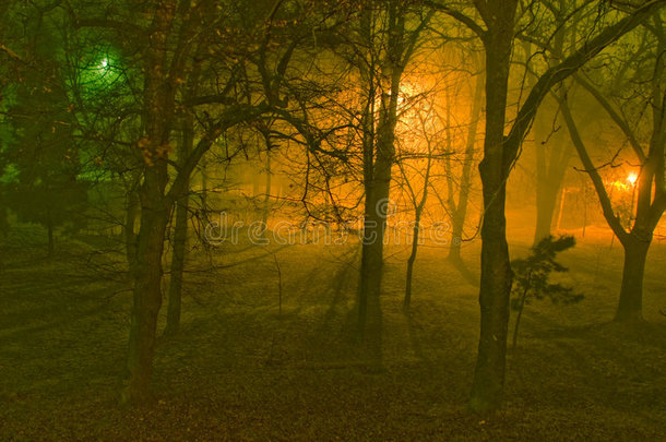 公园里雾蒙蒙的夜晚。