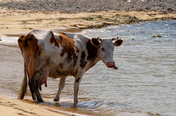 海滩上饥饿的春牛