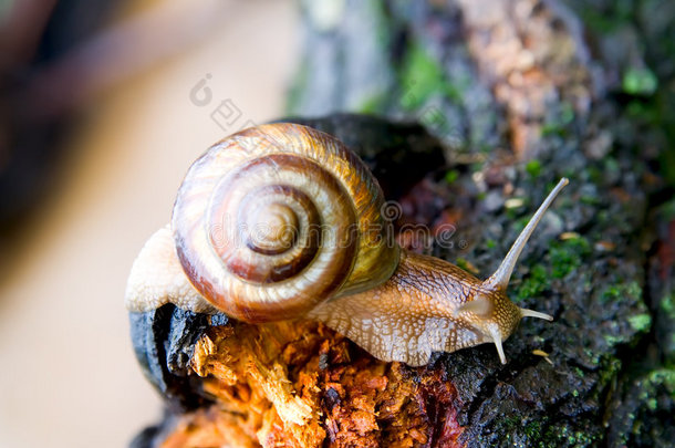 蜗牛2