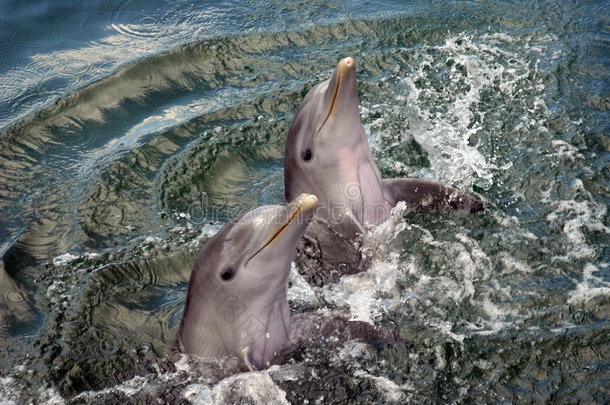 双层海豚