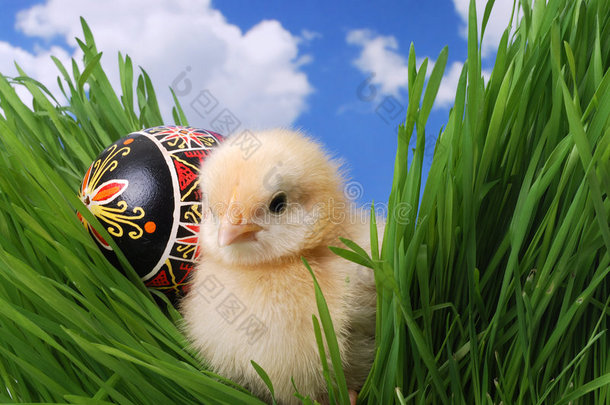 藏在草地上的可爱小鸡
