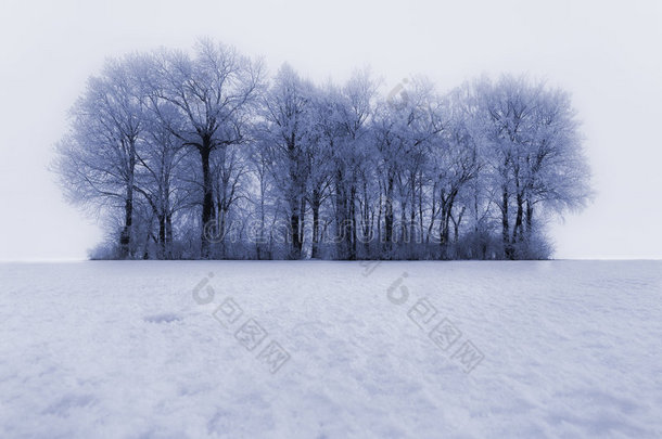 冬天被霜覆盖的树