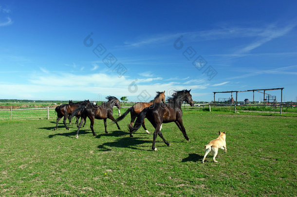 田野里的几匹马和一条狗。