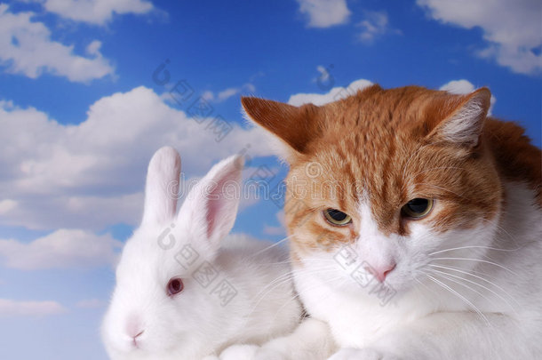 白兔和猫