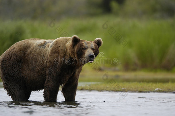 站在布鲁克斯河里的棕熊
