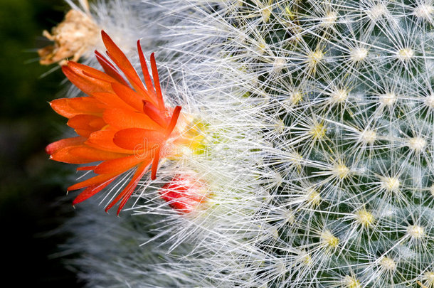 开花<strong>仙人掌</strong>