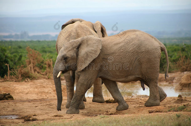 南非<strong>大象</strong>的生活方式