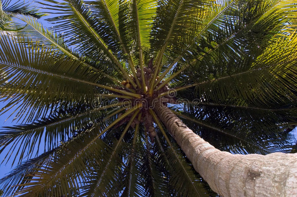 在椰树上